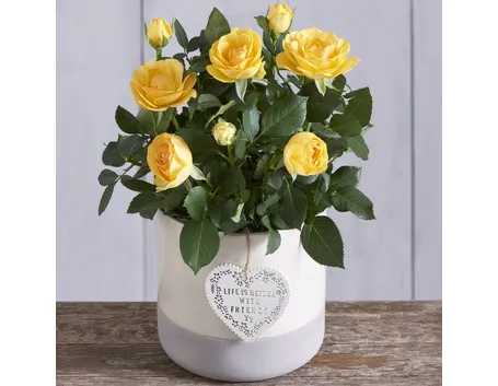 Fiori per anniversario e festa della mamma