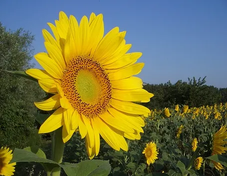 Fiori per compleanno