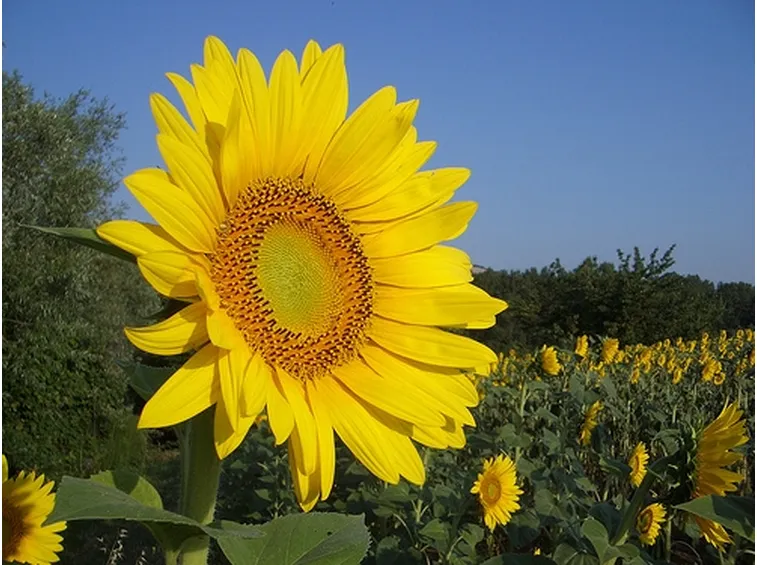 Fiori per compleanno