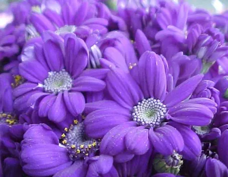 Fiori per funerale e lutto