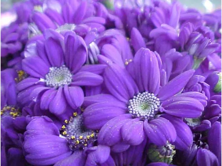 Fiori per funerale e lutto
