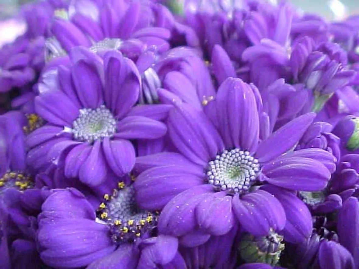Fiori per funerale e lutto