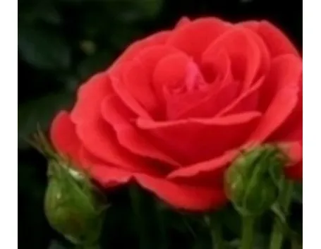 fiori san valentino-1