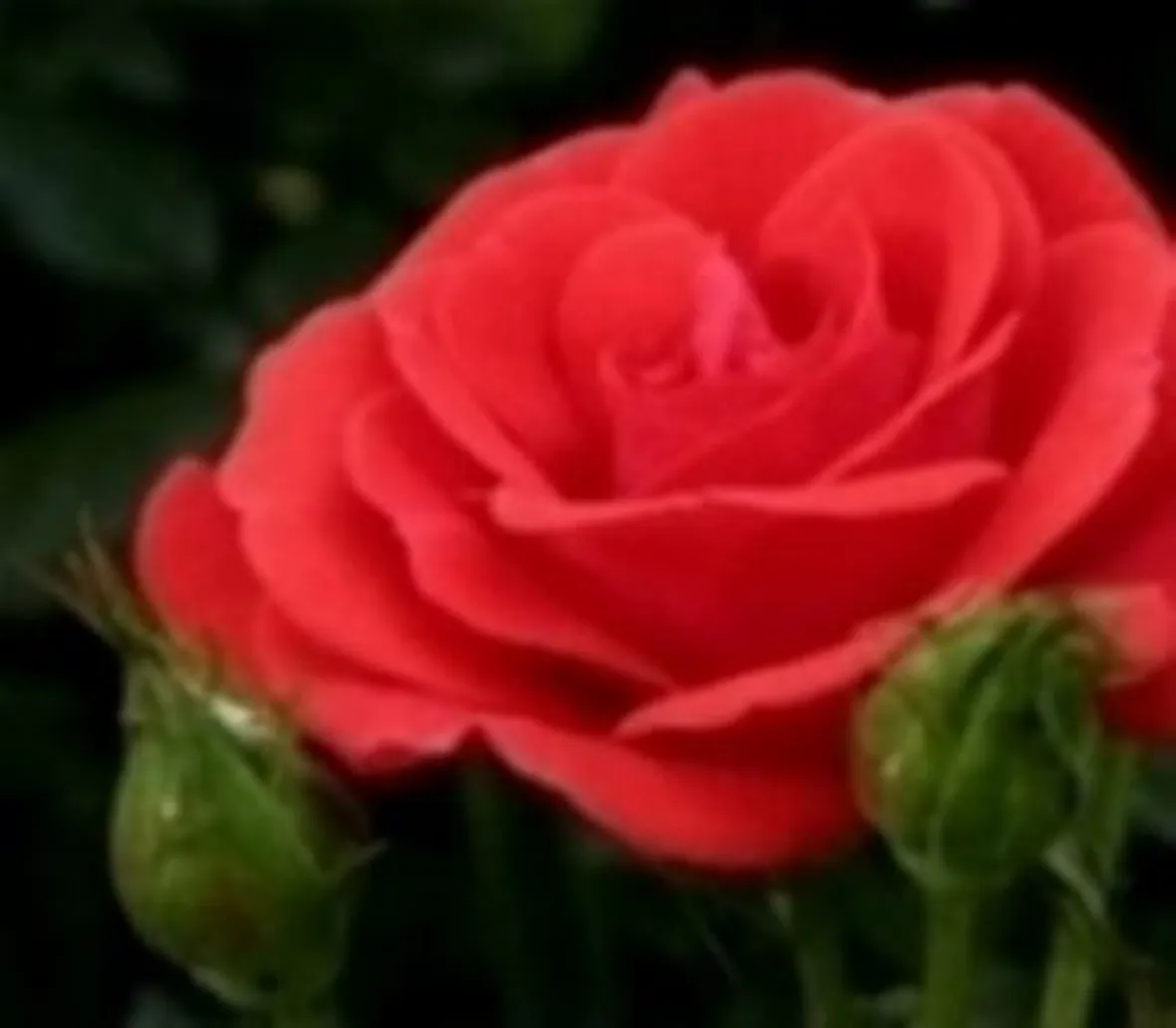 fiori san valentino-1