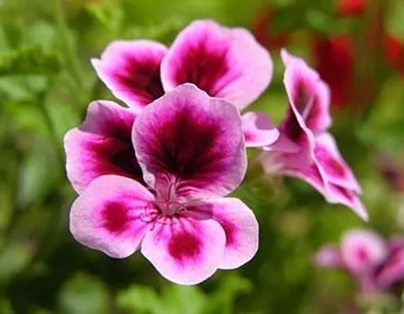 inviare fiori-3
