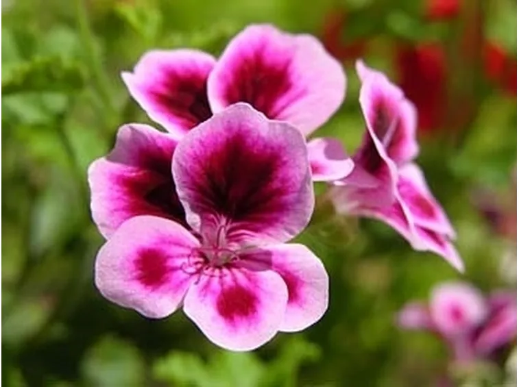 inviare fiori-3
