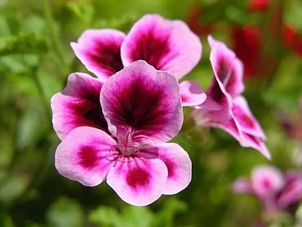 inviare fiori-3