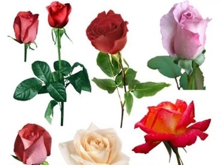 mazzo di fiori