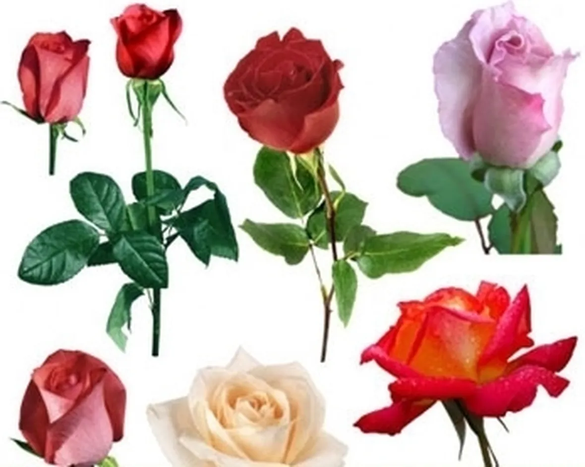 mazzo di fiori