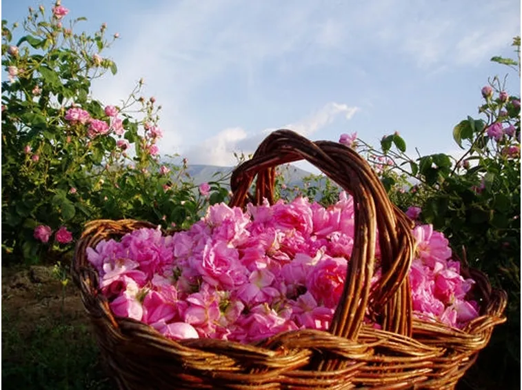 mazzo di rose-14