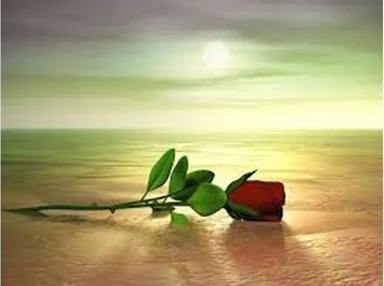 mazzo di rose-1