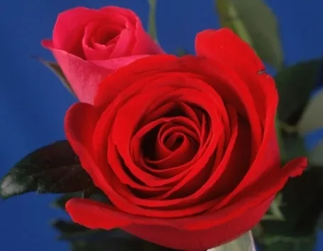 mazzo di rose-3