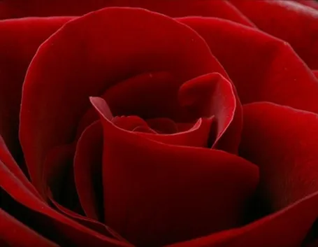 mazzo di rose-4