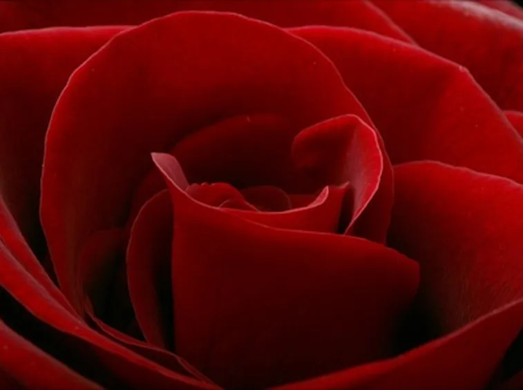 mazzo di rose-4