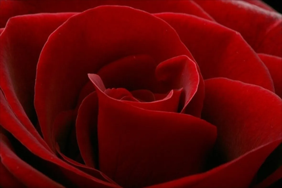mazzo di rose-4