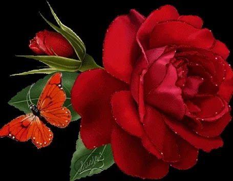 mazzo di rose-5