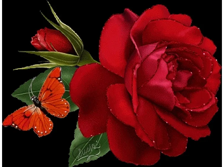 mazzo di rose-5