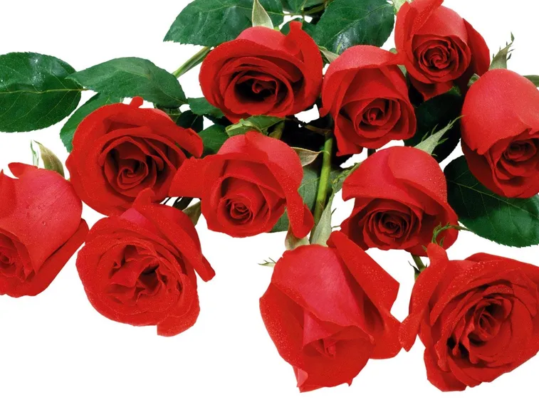 mazzo di rose-7