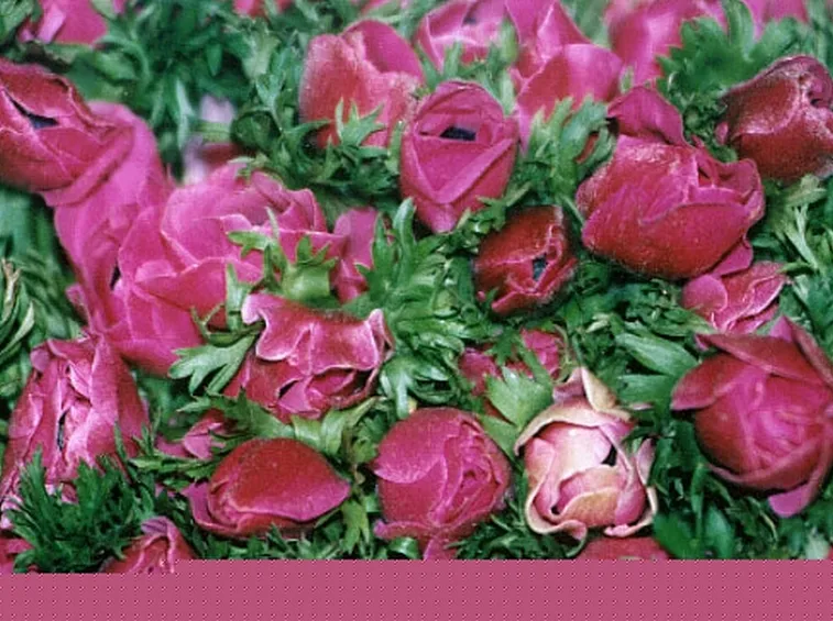 regalare fiori ad un uomo-12