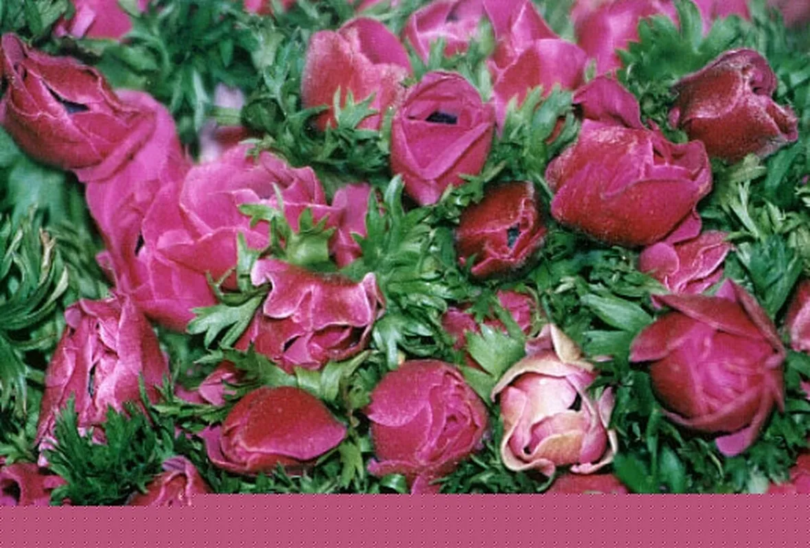regalare fiori ad un uomo-12