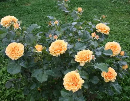 regalare fiori ad un uomo-1