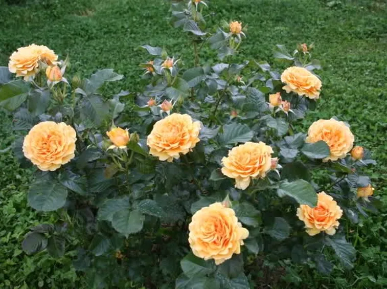 regalare fiori ad un uomo-1