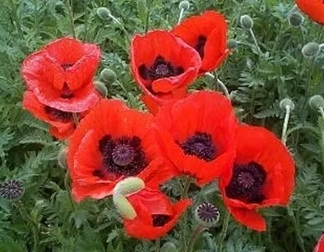 regalare fiori ad un uomo-6