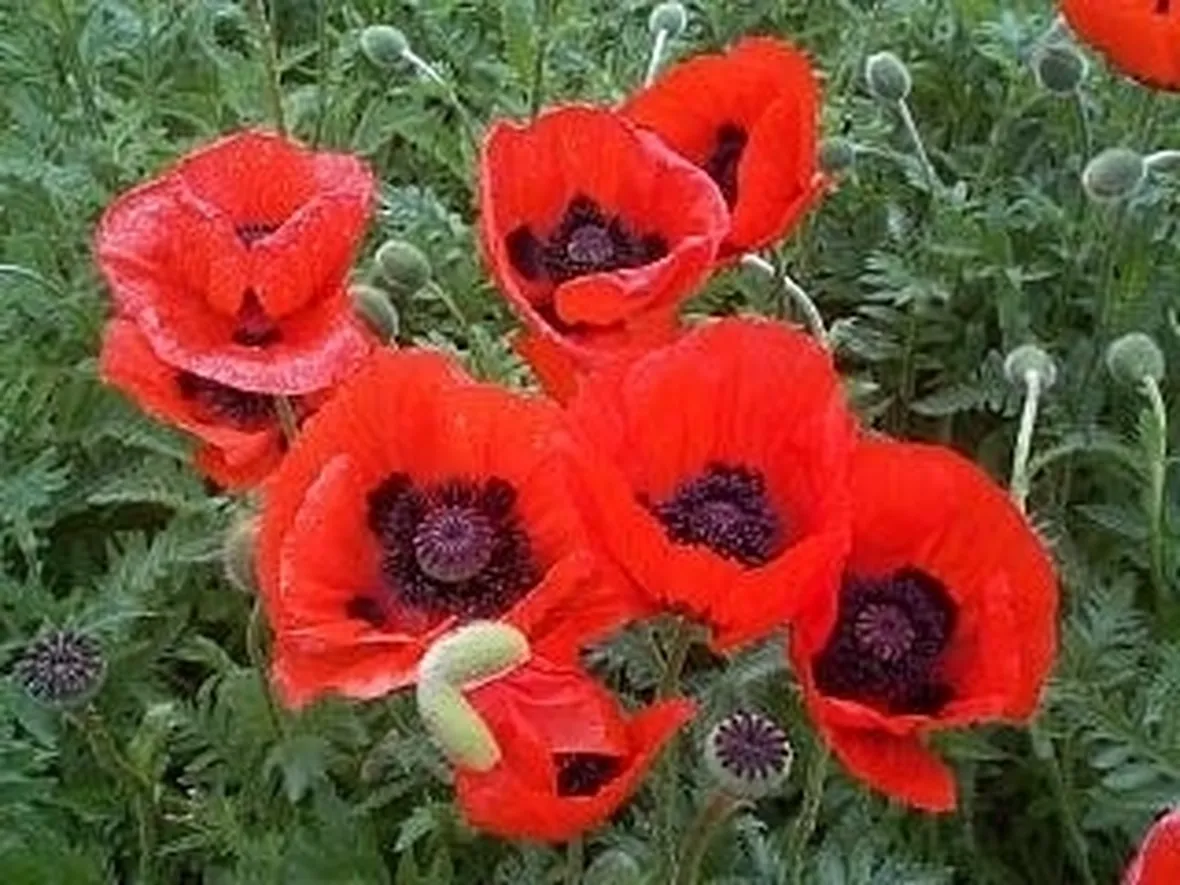 regalare fiori ad un uomo-6