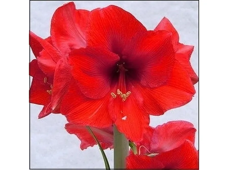 regalare fiori ad un uomo-8
