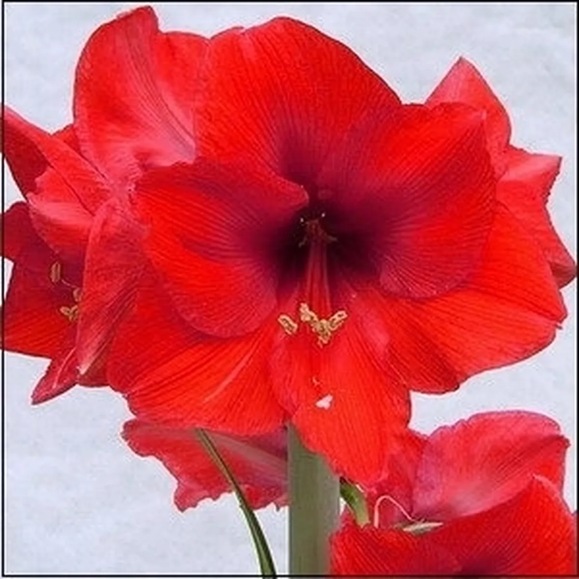 regalare fiori ad un uomo-8