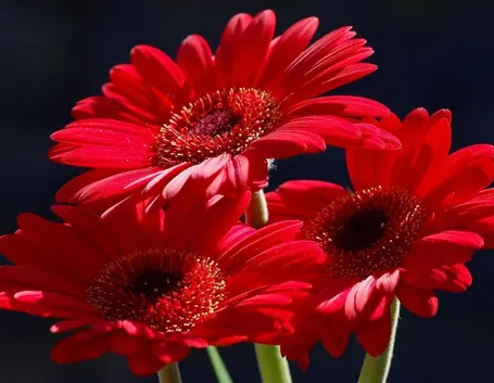 San Valentino e festa della donna