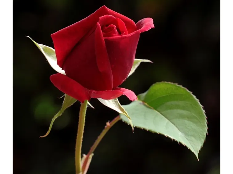 boccioli di rose