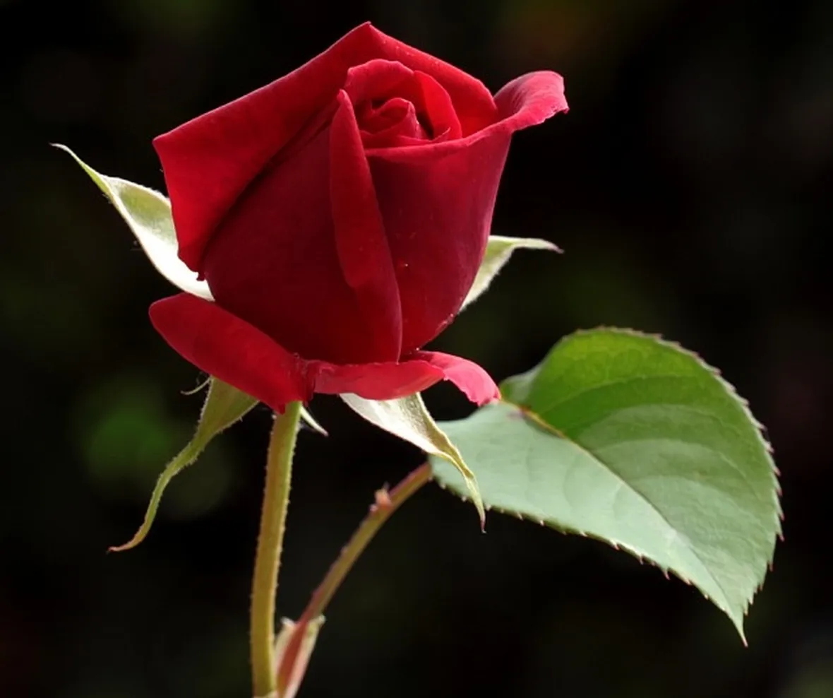 boccioli di rose