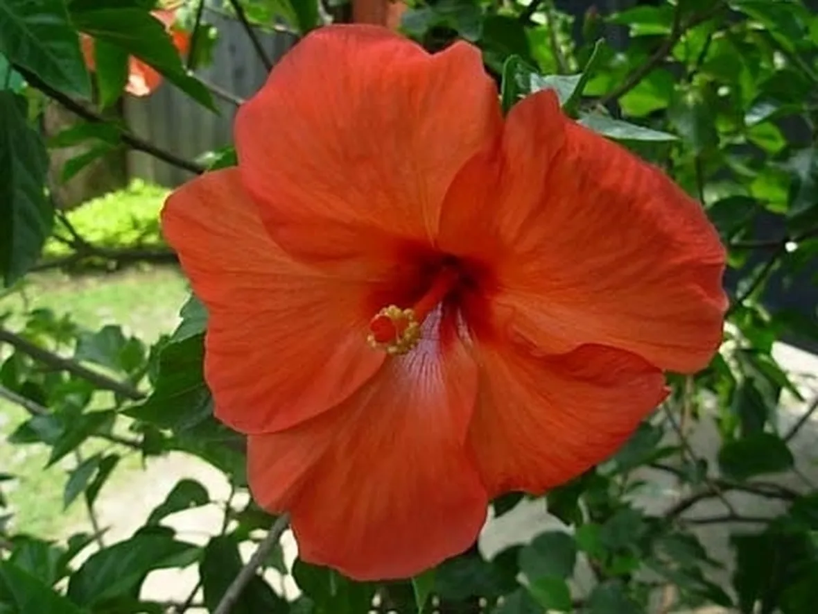bouquet di rose a domicilio