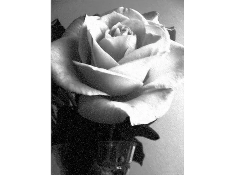 bouquet di rose bianche