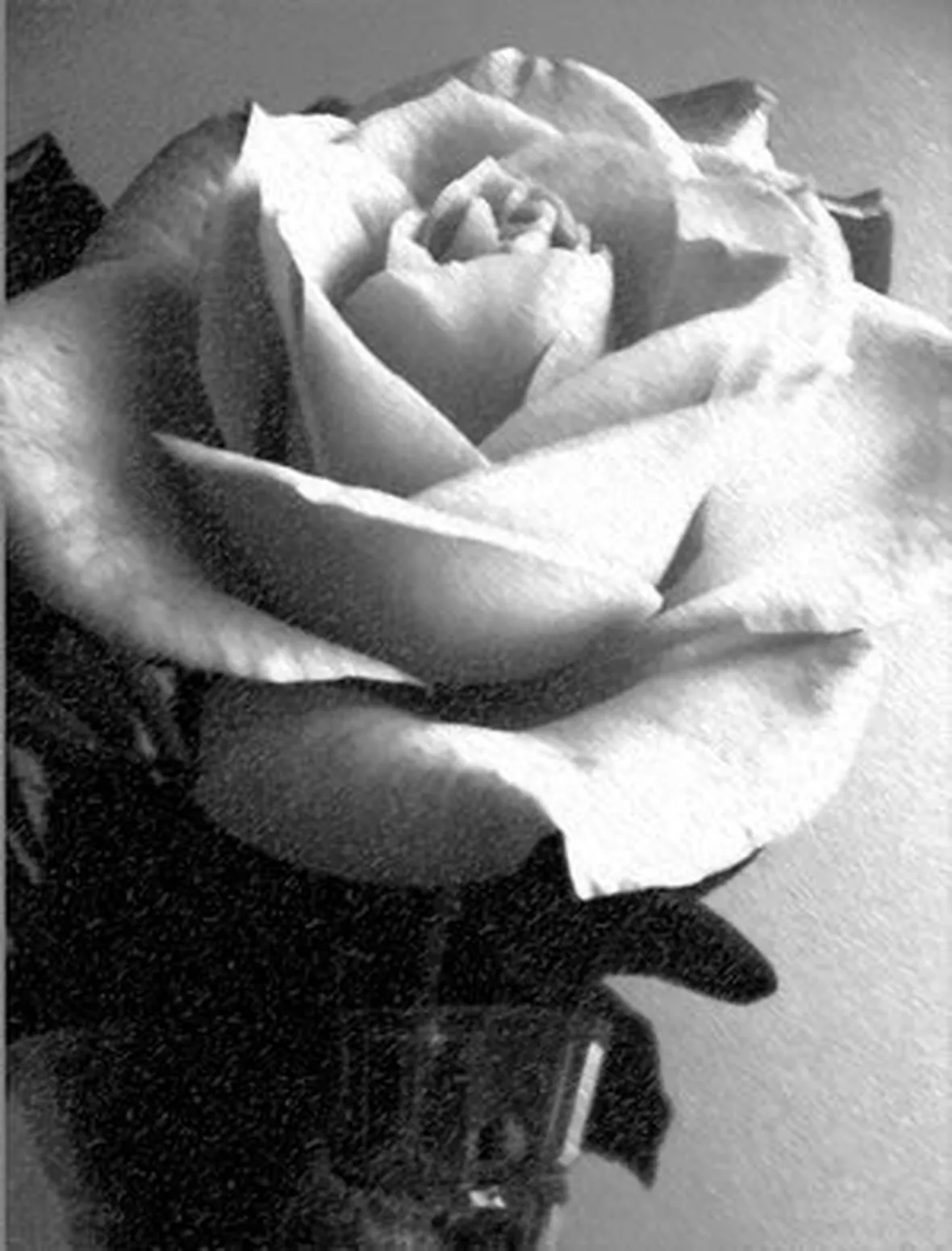 bouquet di rose bianche