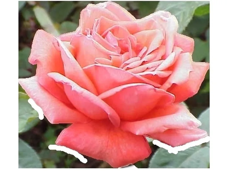 bouquet di rose rosa