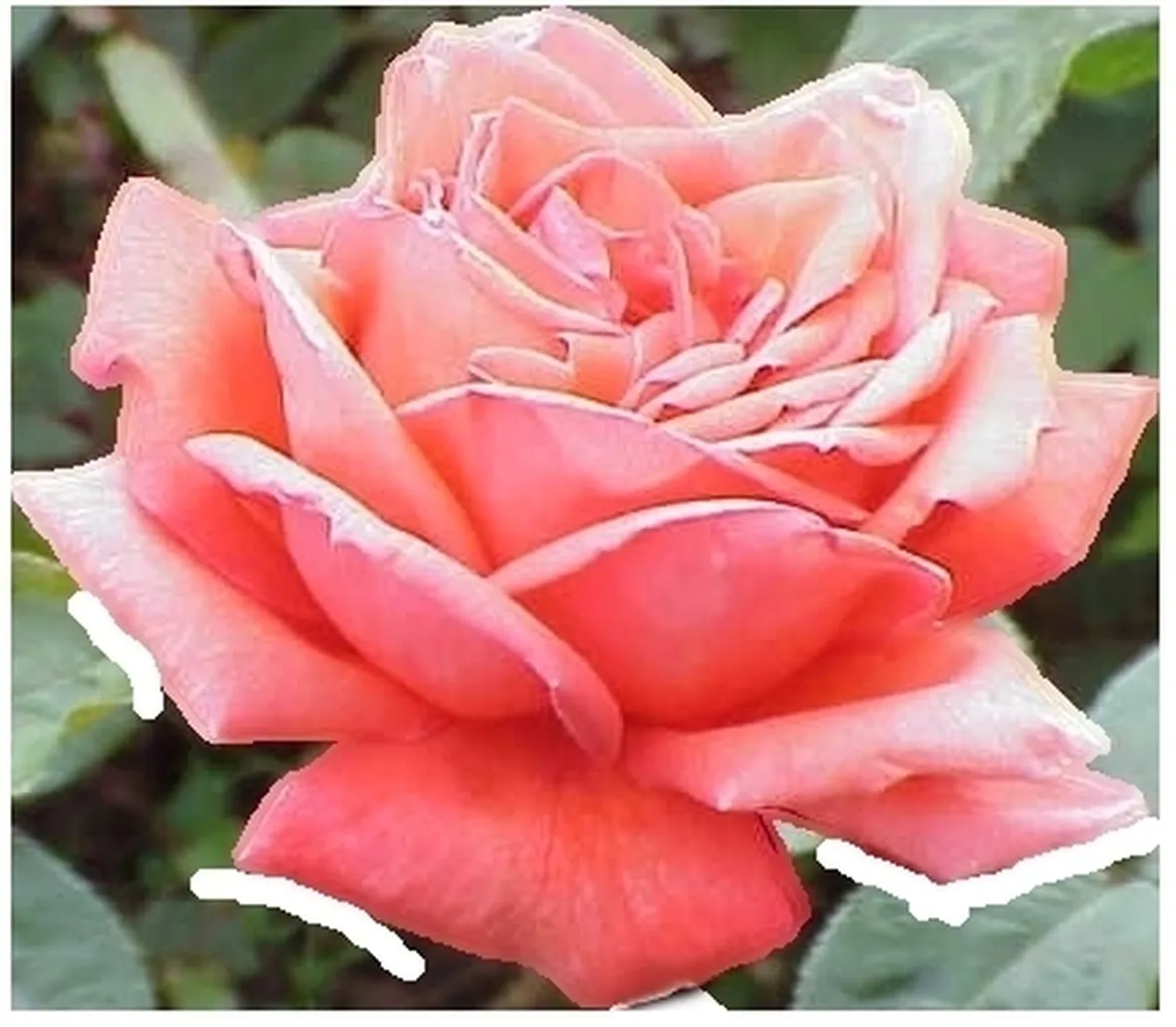 bouquet di rose rosa