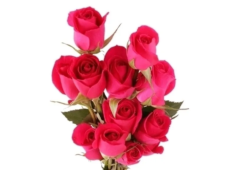 bouquet di rose rosse e bianche