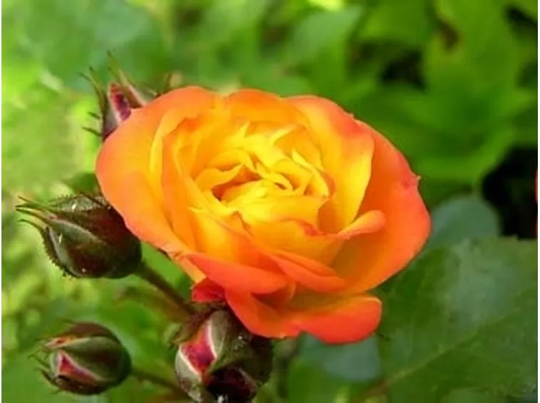 bouquet rose arancioni