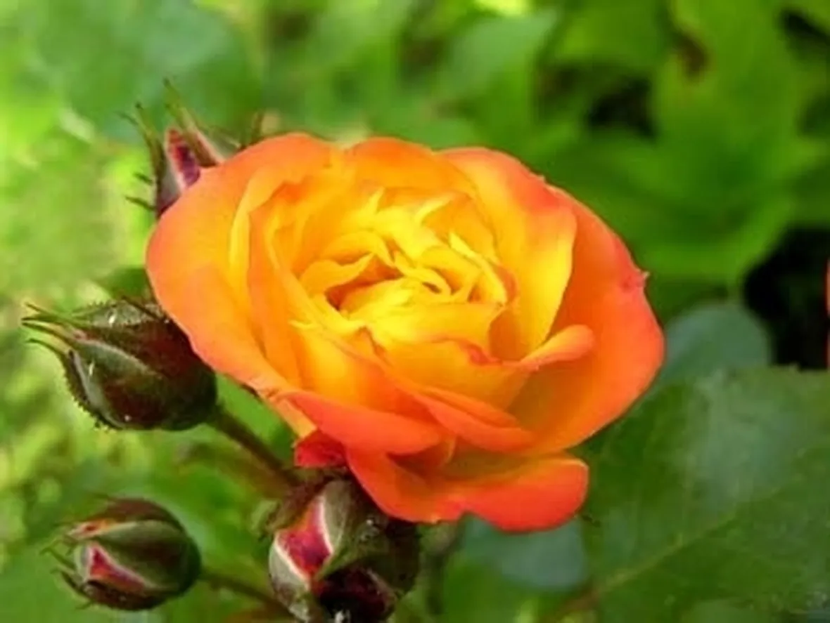 bouquet rose arancioni