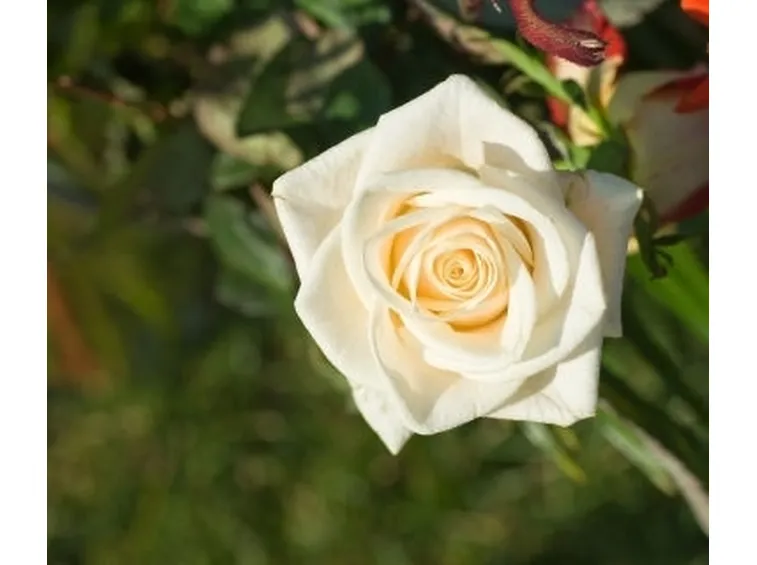 bouquet rose bianche