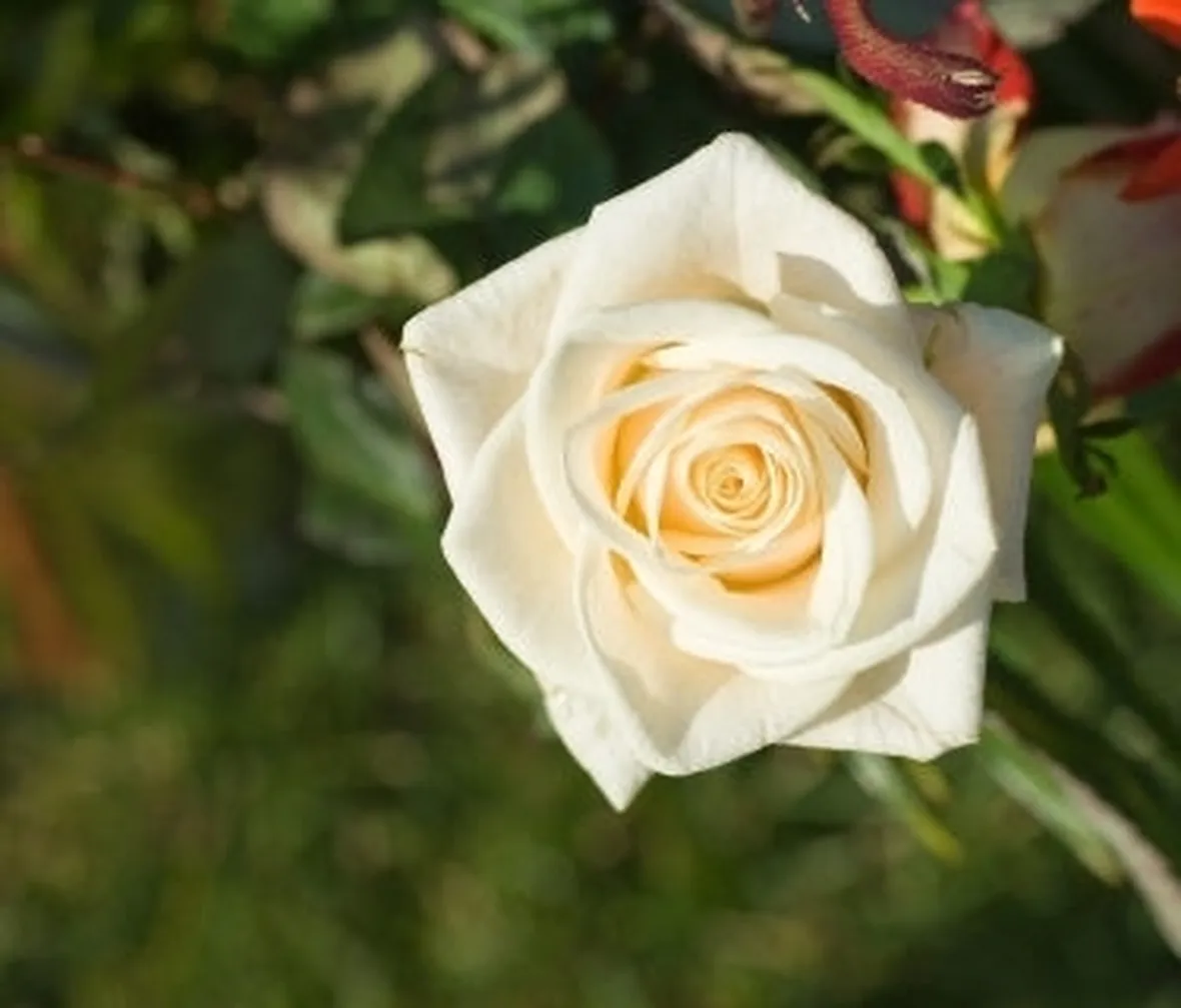bouquet rose bianche