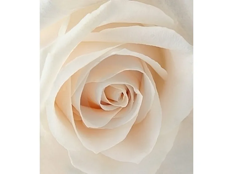 bouquet sposa con rose bianche
