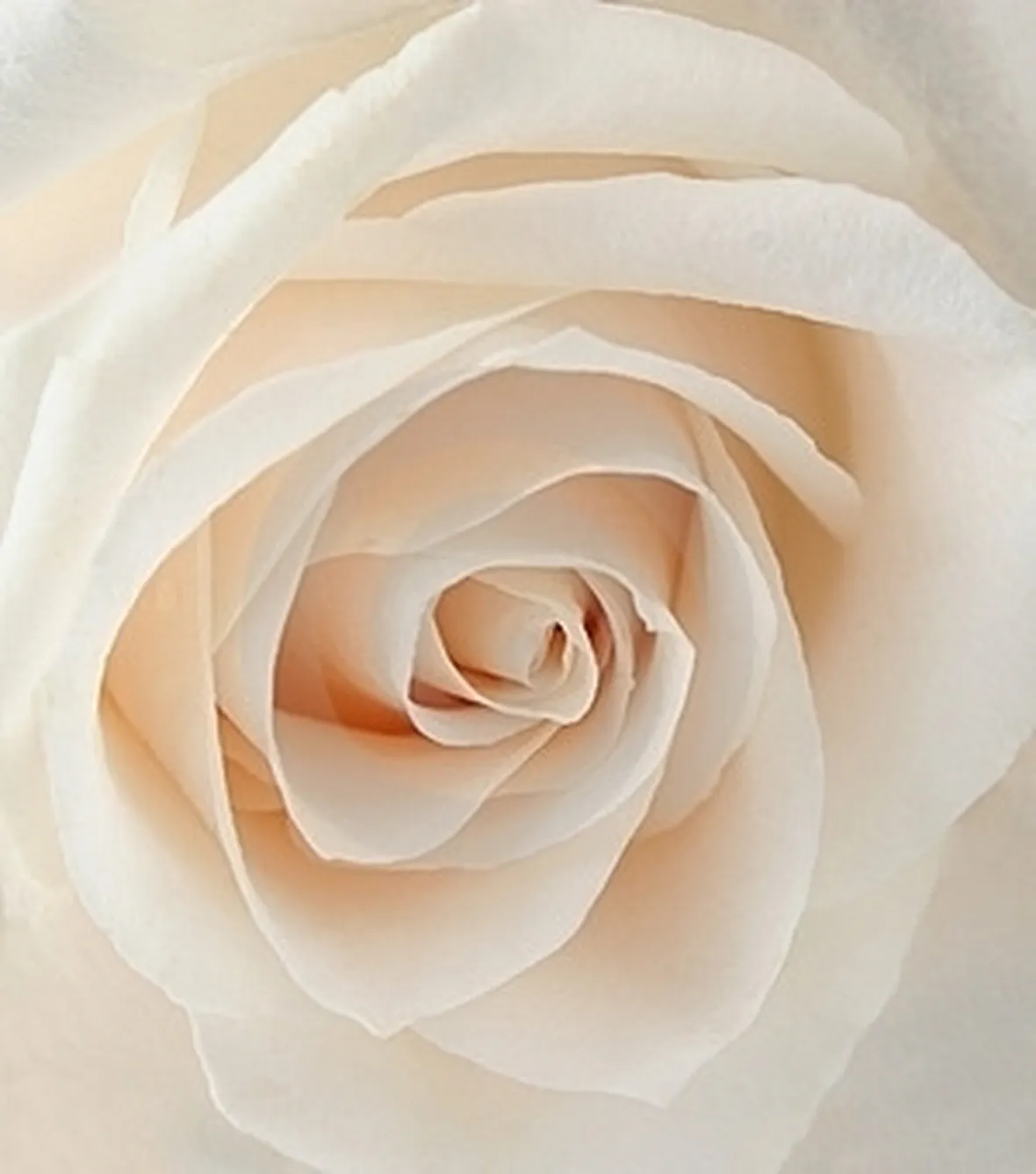bouquet sposa con rose bianche