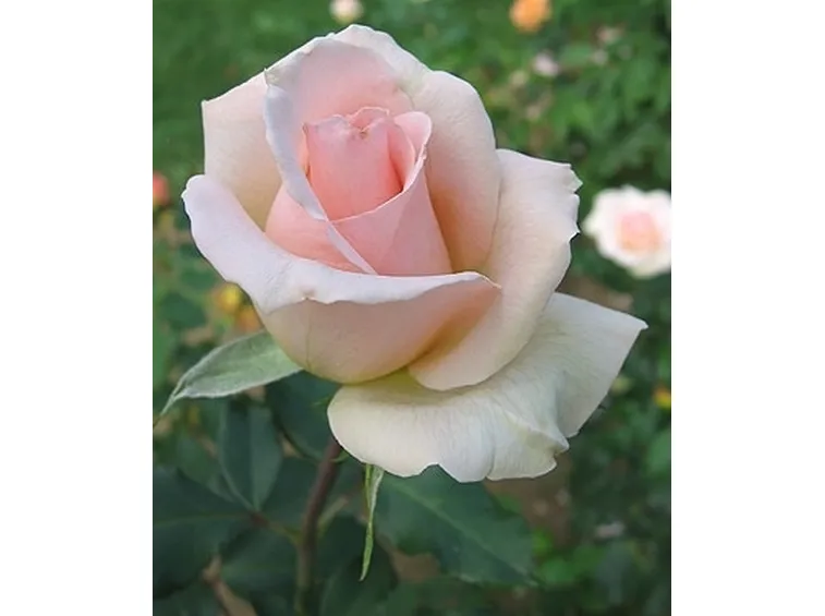 bouquet sposa con rose rosa
