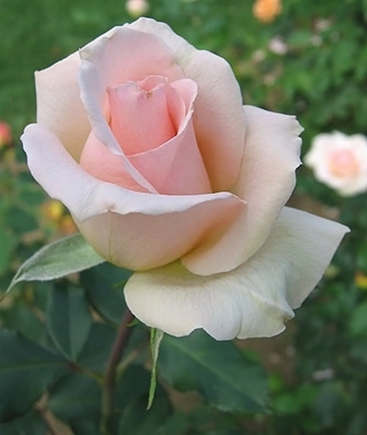 bouquet sposa con rose rosa