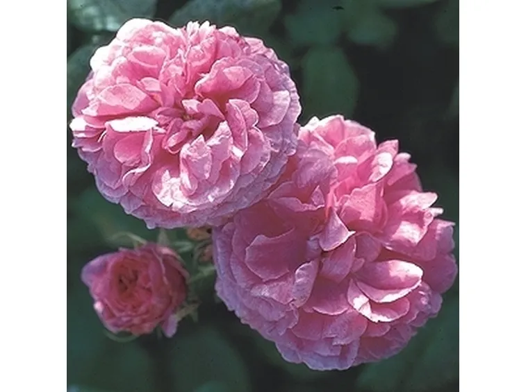 colore rose