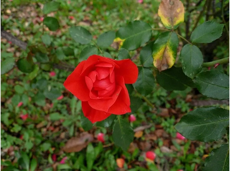 coltivazione roselline