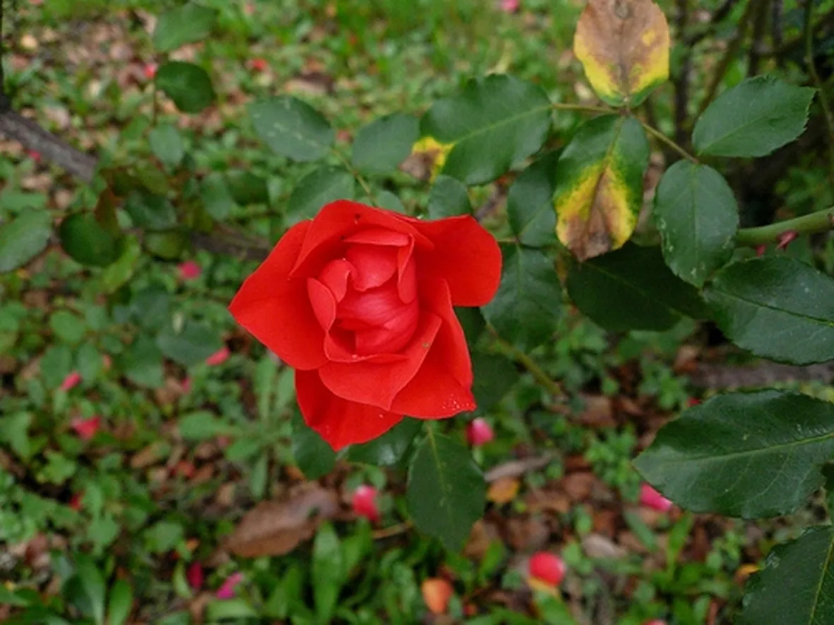 coltivazione roselline